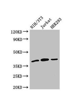 Western Blot. Positive WB detected in: NIH/3T3 whole cell lysate, Jurkat whole cell lysate, HEK293 whole cell lysate. All lanes: SPRY2 antibody at 2.7µg/ml. Secondary. Goat polyclonal to rabbit IgG at 1/50000 dilution. Predicted band size: 40 kDa. Observed band size: 40 kDa