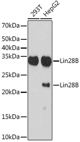 Western blot - Lin28B Rabbit mAb (A9524)