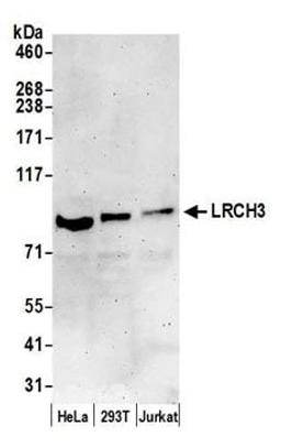 Detection of human LRCH3 by western blot.