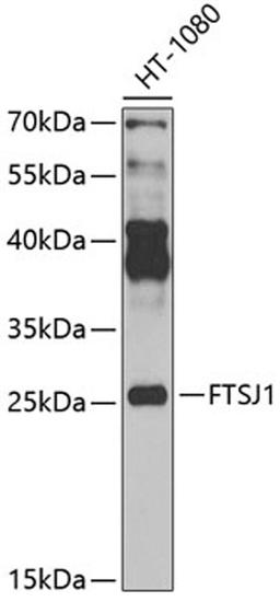 Western blot - FTSJ1 Antibody (A7967)