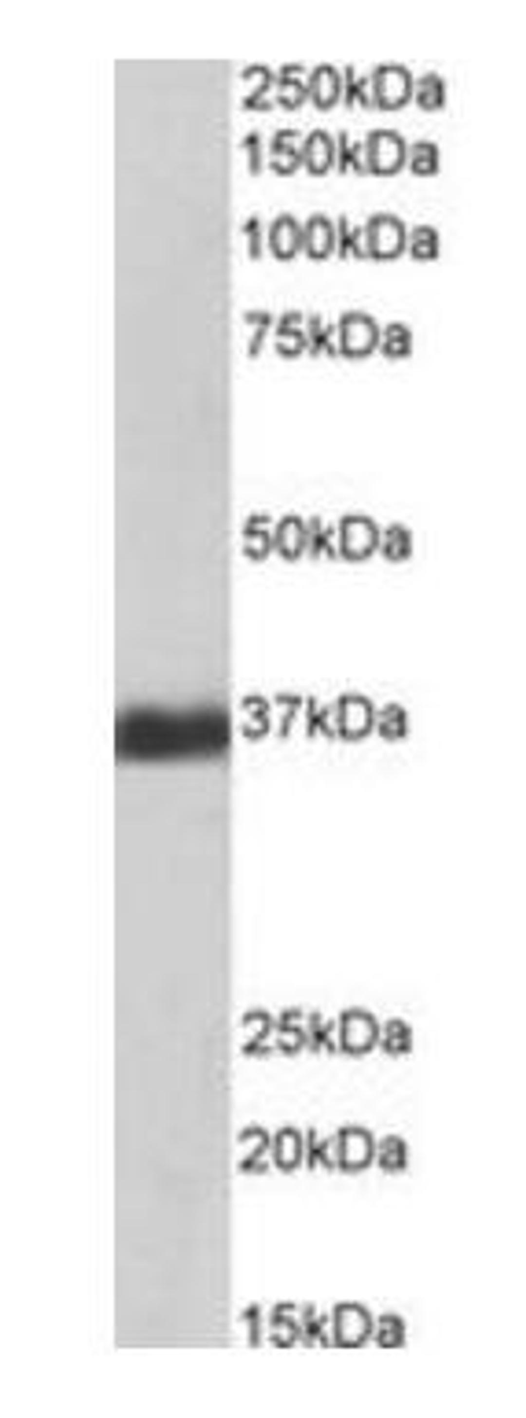 Western blot analysis of Human Liver lysate using GAPDH antibody (Biotin)