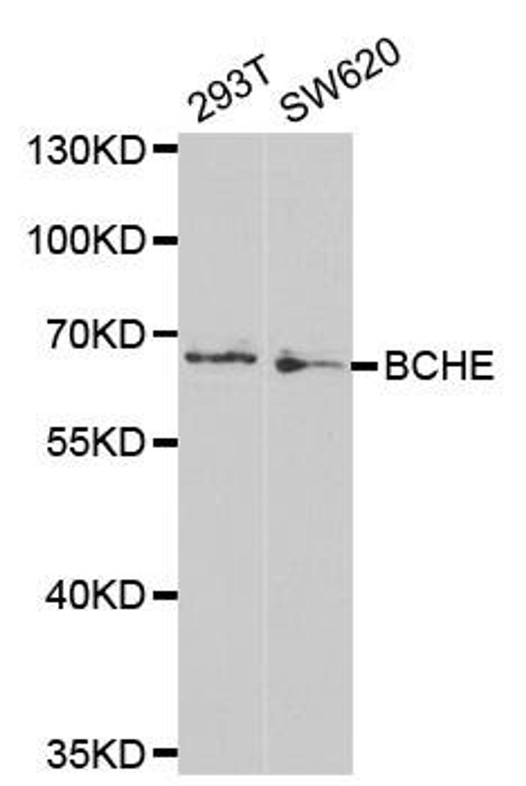 Western blot analysis of extracts of various cell lines using BCHE antibody