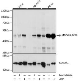 Western blot - Phospho-MAP2K1-T286 antibody (AP0065)