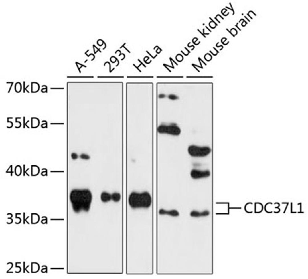 Western blot - CDC37L1 antibody (A4837)