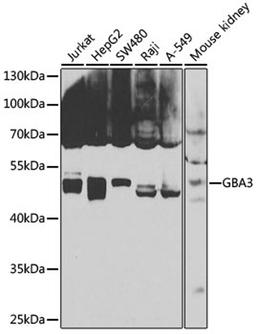 Western blot - GBA3 antibody (A7827)