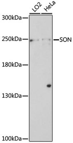 Western blot - SON antibody (A16323)