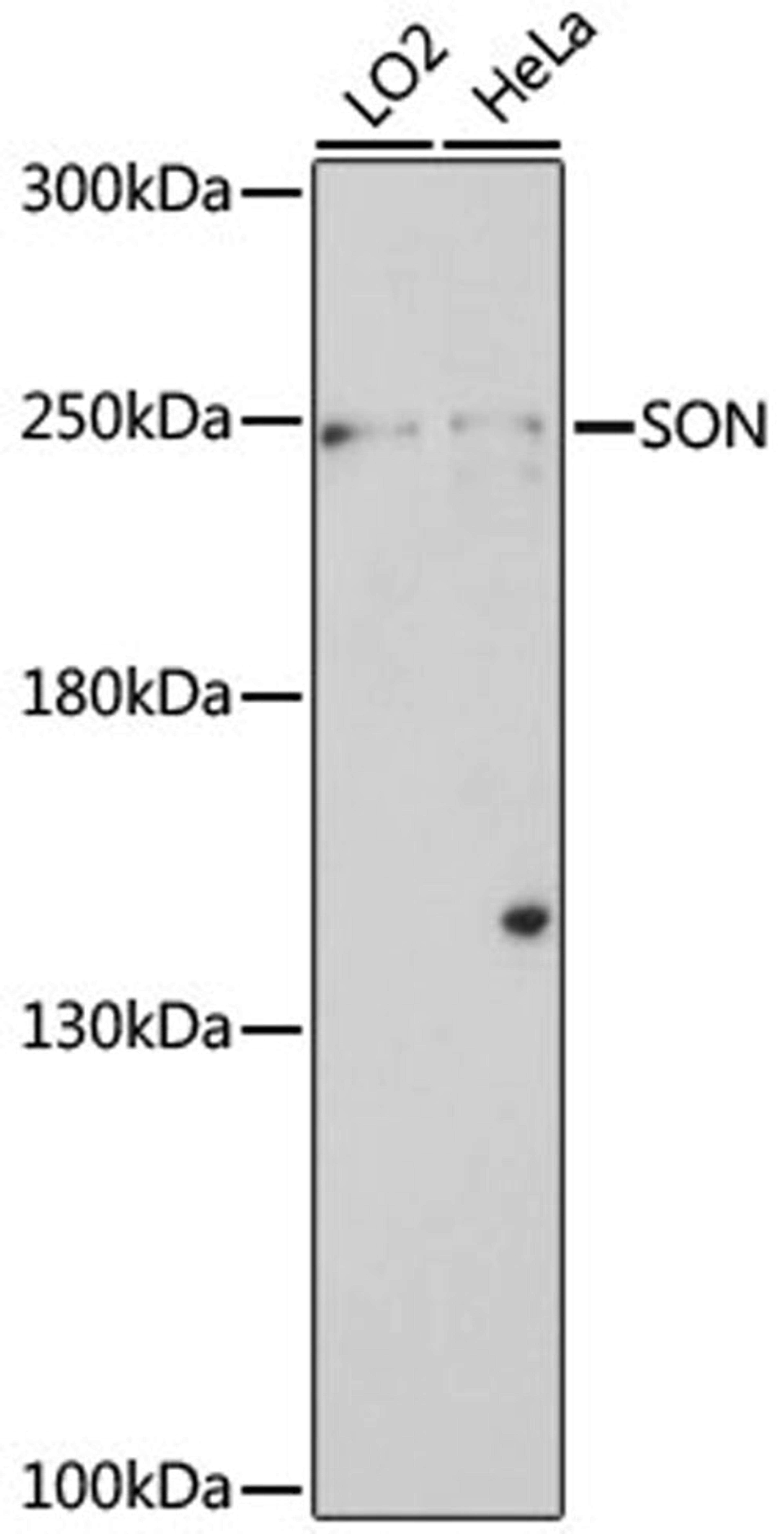 Western blot - SON antibody (A16323)