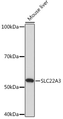 Western blot - SLC22A3 Rabbit pAb (A18588)