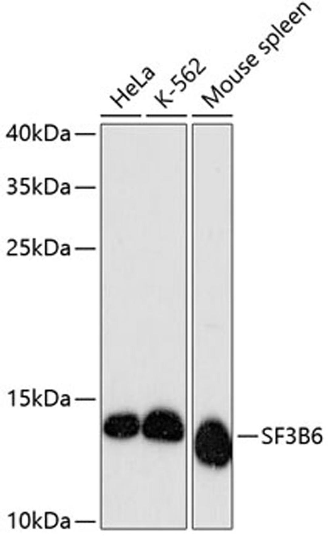 Western blot - SF3B6 antibody (A13097)