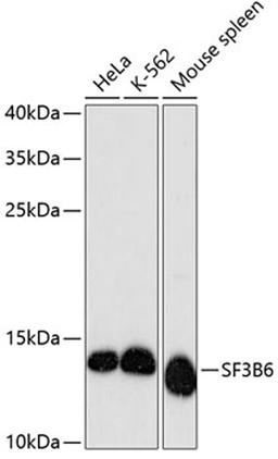 Western blot - SF3B6 antibody (A13097)