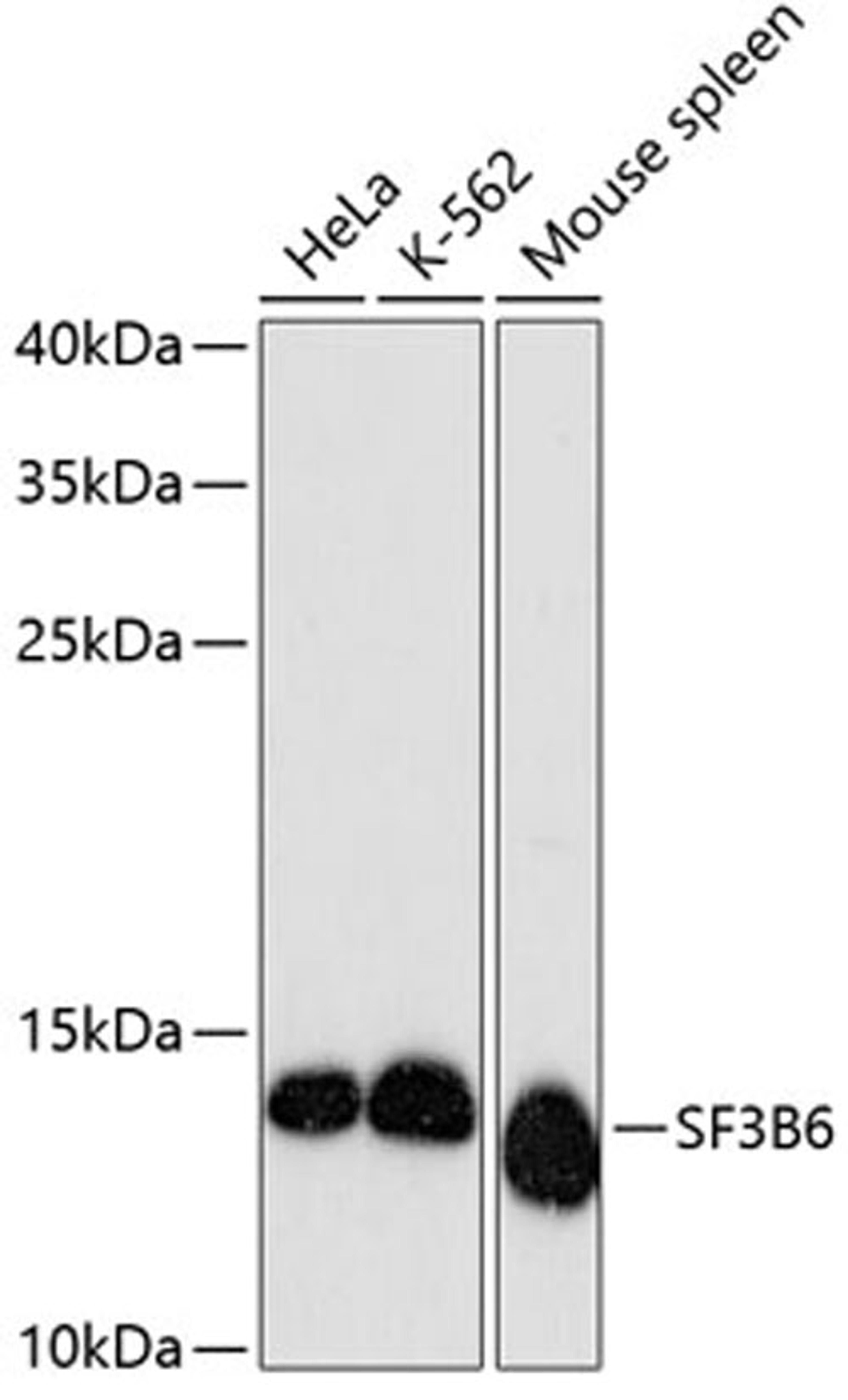 Western blot - SF3B6 antibody (A13097)