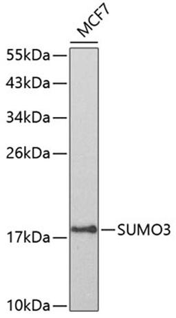 Western blot - SUMO3 antibody (A3099)