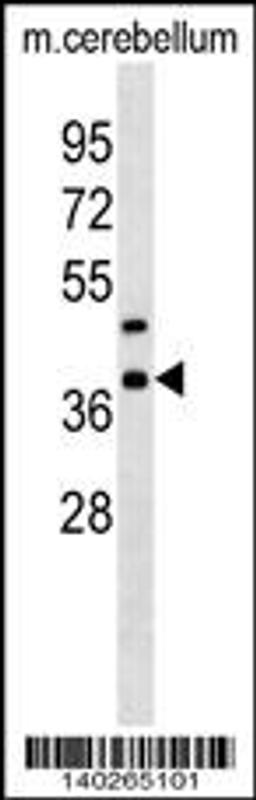 Western blot analysis in mouse cerebellum tissue lysates (35ug/lane).