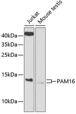 Western blot - PAM16 antibody (A9875)