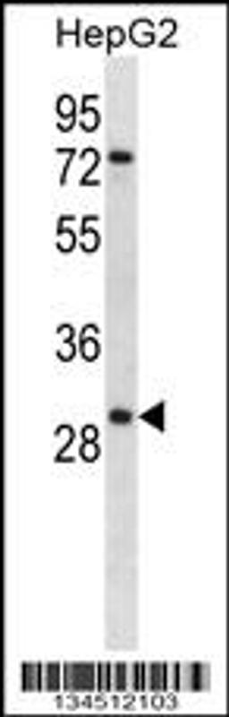 Western blot analysis in HepG2 cell line lysates (35ug/lane).