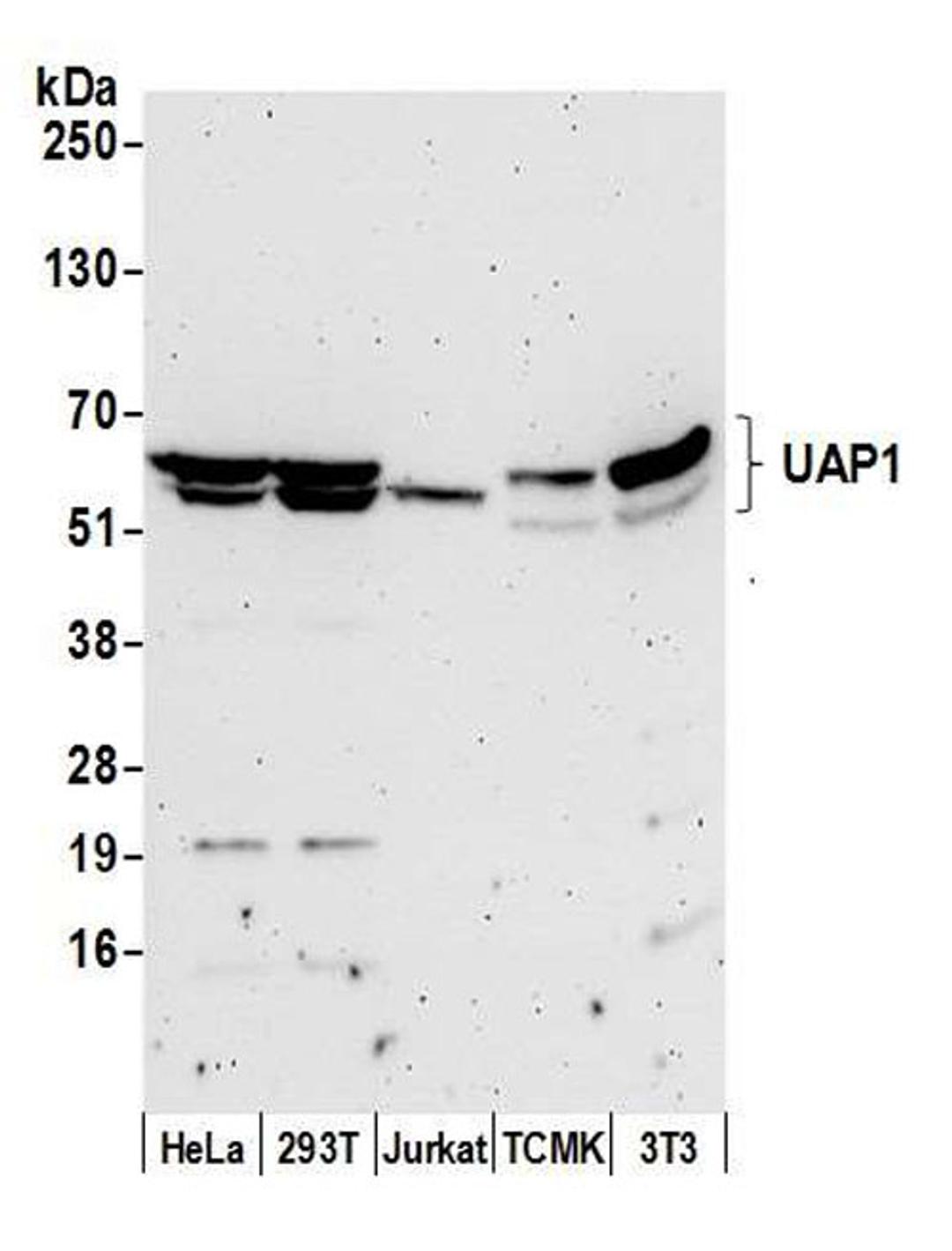 Detection of human and mouse UAP1 by WB.