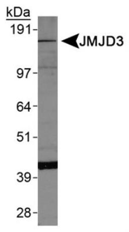 Western Blot: Lysine (K)-specific Demethylase 6B/KDM6B/JMJD3 Antibody [NBP1-06640] -  Analysis of JMJD3 expression on HepG2 whole cell lysates.