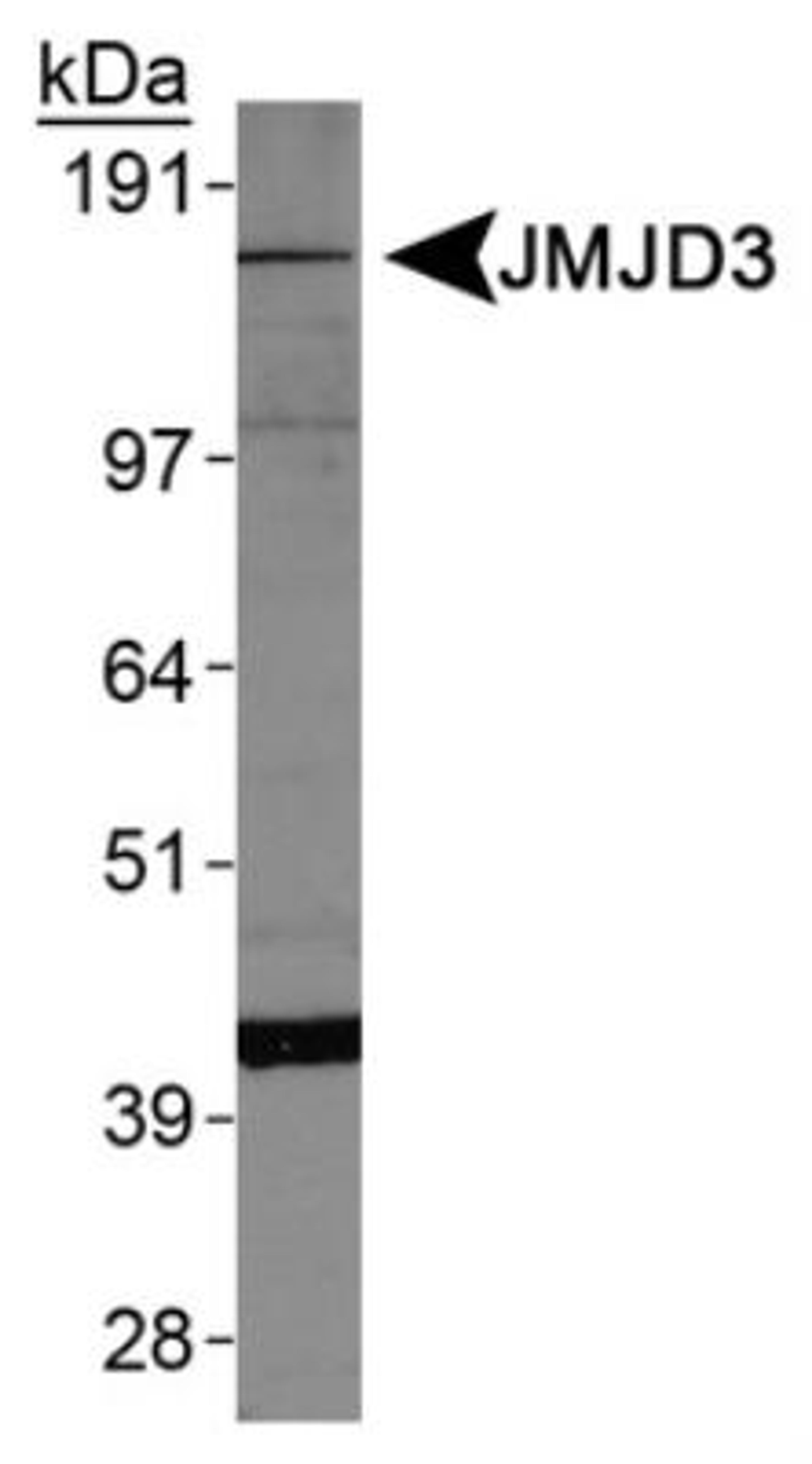 Western Blot: Lysine (K)-specific Demethylase 6B/KDM6B/JMJD3 Antibody [NBP1-06640] -  Analysis of JMJD3 expression on HepG2 whole cell lysates.