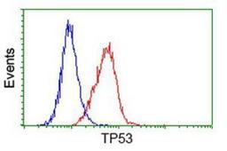 Flow Cytometry: p53 Antibody (5E2) [NBP2-00723] - Analysis of Hela cells, using anti-p53 antibody, (Red), compared to a nonspecific negative control antibody (Blue).