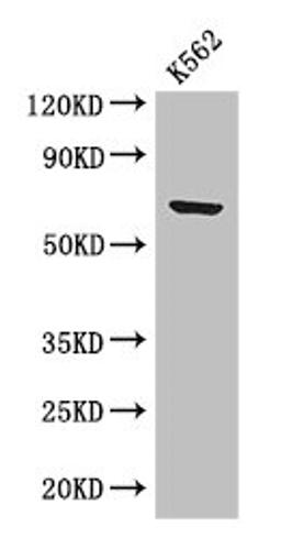 Western Blot. Positive WB detected in: K562 whole cell lysate. All lanes: BTRC antibody at 2.8µg/ml. Secondary. Goat polyclonal to rabbit IgG at 1/50000 dilution. Predicted band size: 69, 66 kDa. Observed band size: 69 kDa