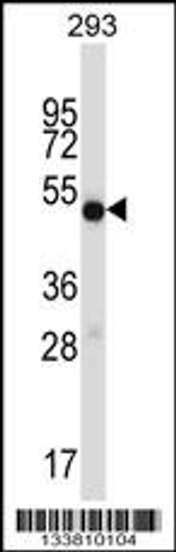 Western blot analysis in 293 cell line lysates (35ug/lane).