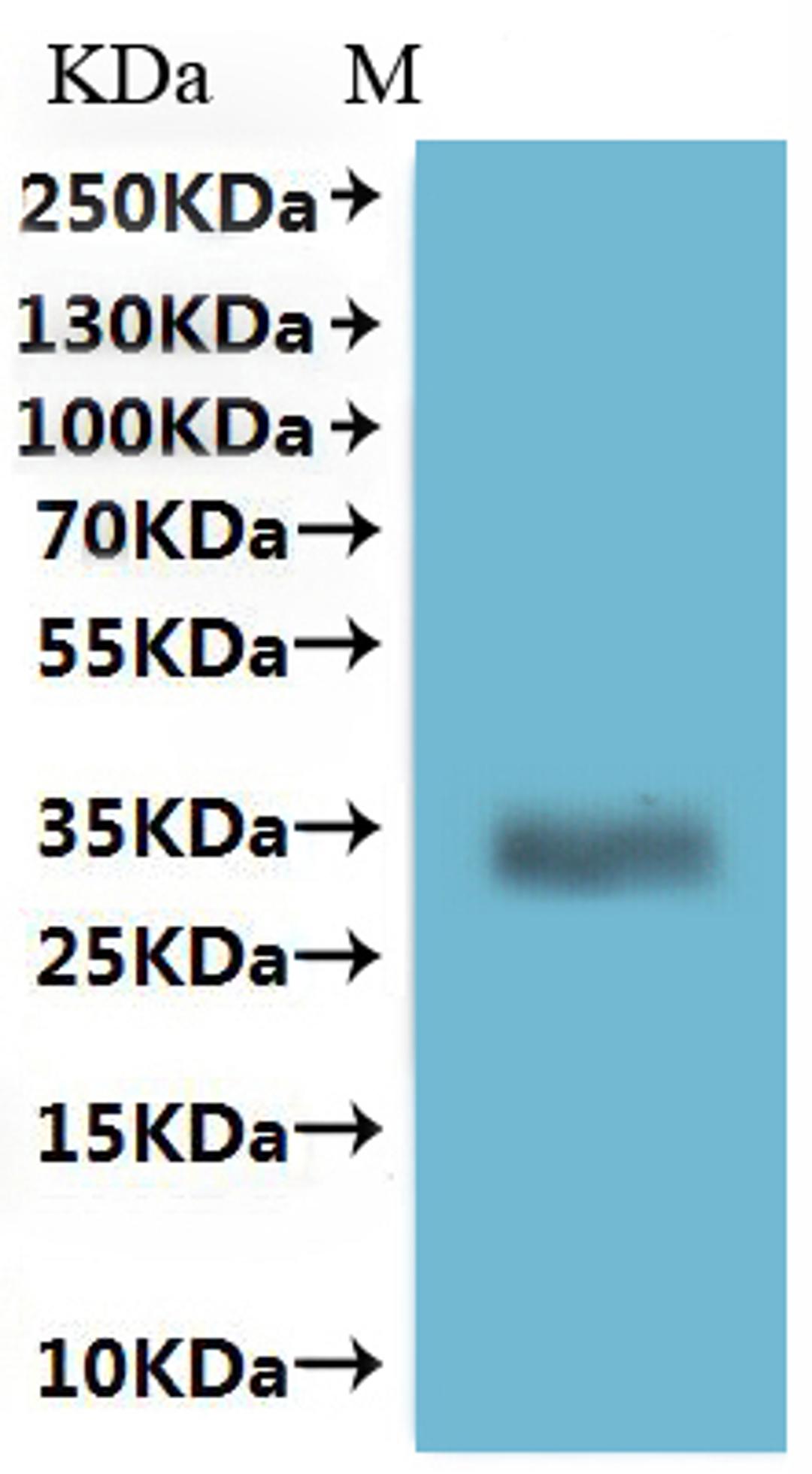 CSB-MP086369HU is detected by Mouse anti-6*His monoclonal antibody.