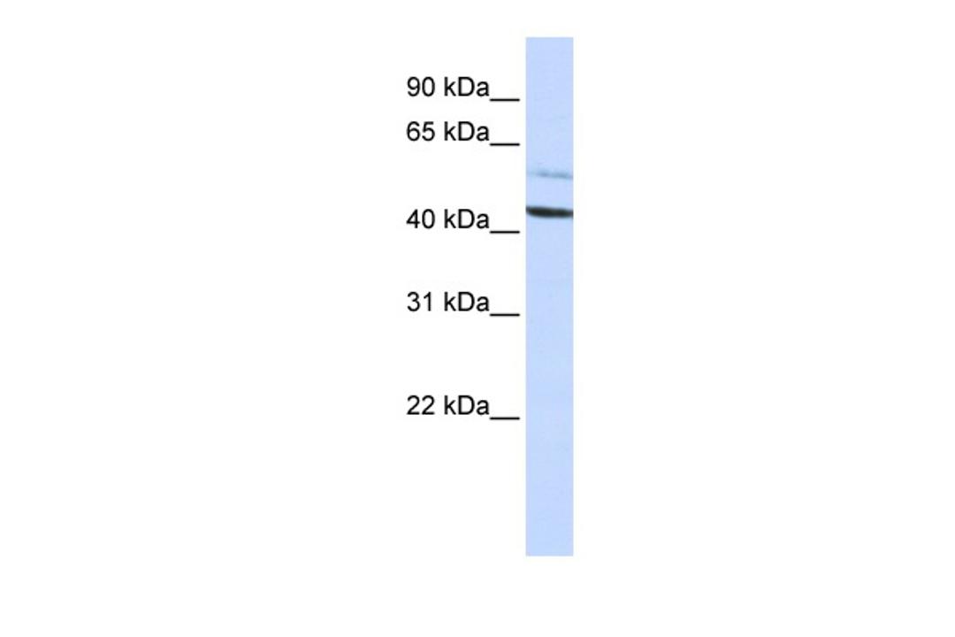 Antibody used in WB on Human HepG2 at 0.2-1 ug/ml.