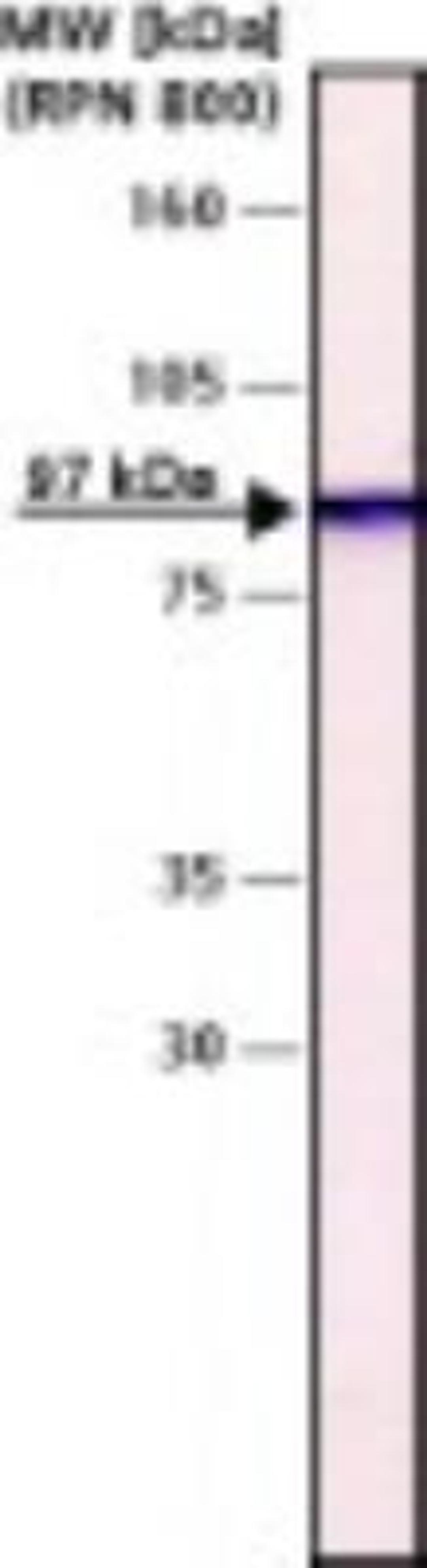 Western Blot: Gelsolin/GSN Antibody (GS-2C4) [NB110-10067] - Gelsolin antibody [NB110-10067]-Human plasma, barium citrate ppt. was separated on SDS-PAGE and probed with Monoclonal AB To Gelsolin (MO) CL:GS-2C4