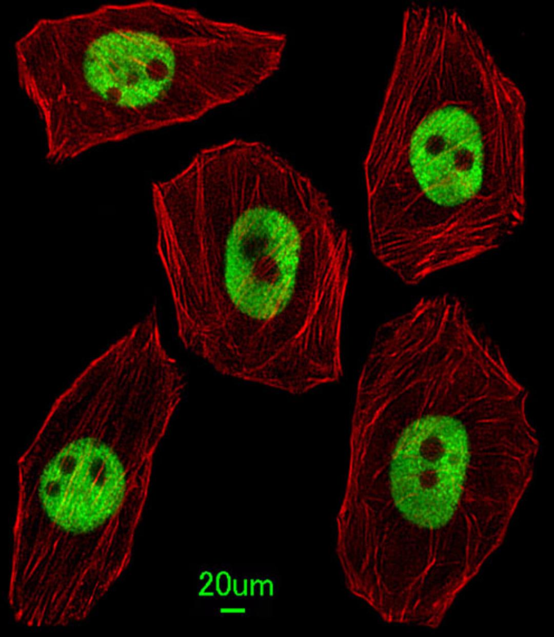 Immunofluorescent analysis of U251 cells, using UNCX Antibody . Antibody was diluted at 1:25 dilution. Alexa Fluor 488-conjugated goat anti-rabbit lgG at 1:400 dilution was used as the secondary antibody (green). Cytoplasmic actin was counterstained with