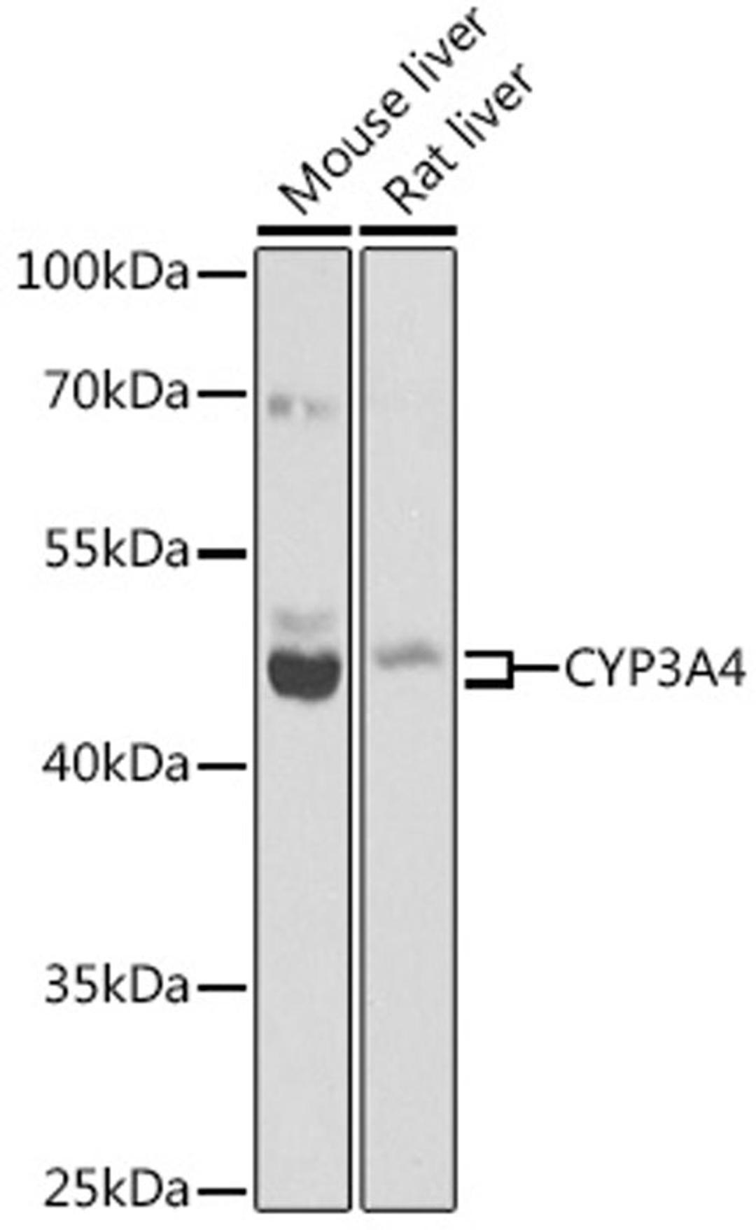 Western blot - CYP3A4 antibody (A2544)