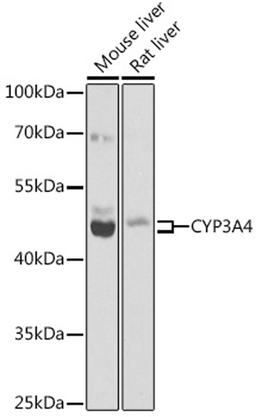 Western blot - CYP3A4 antibody (A2544)