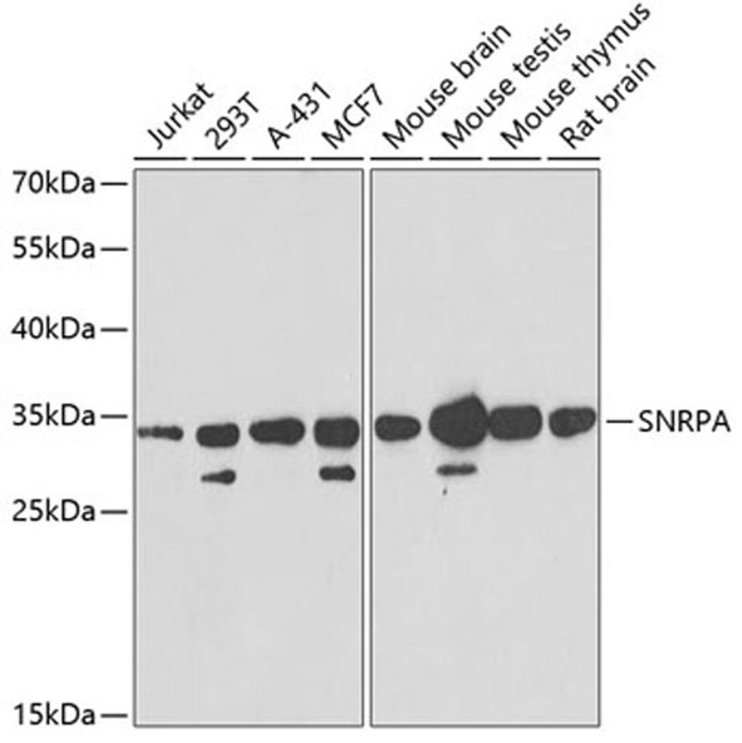 Western blot - SNRPA antibody (A6410)