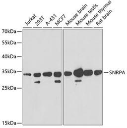 Western blot - SNRPA antibody (A6410)