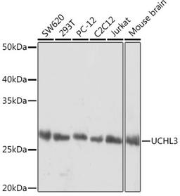 Western blot - UCHL3 Rabbit mAb (A1372)