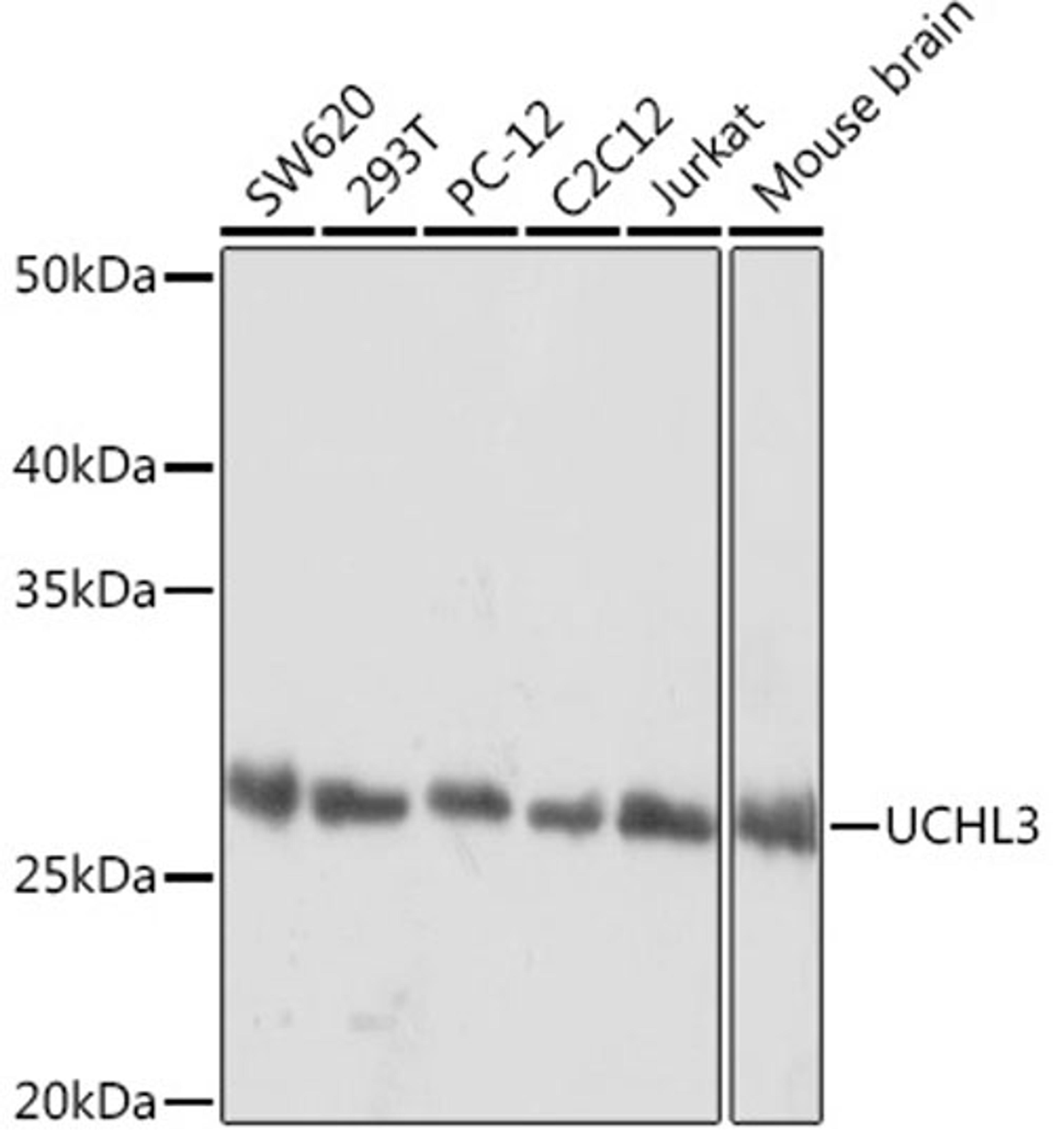 Western blot - UCHL3 Rabbit mAb (A1372)