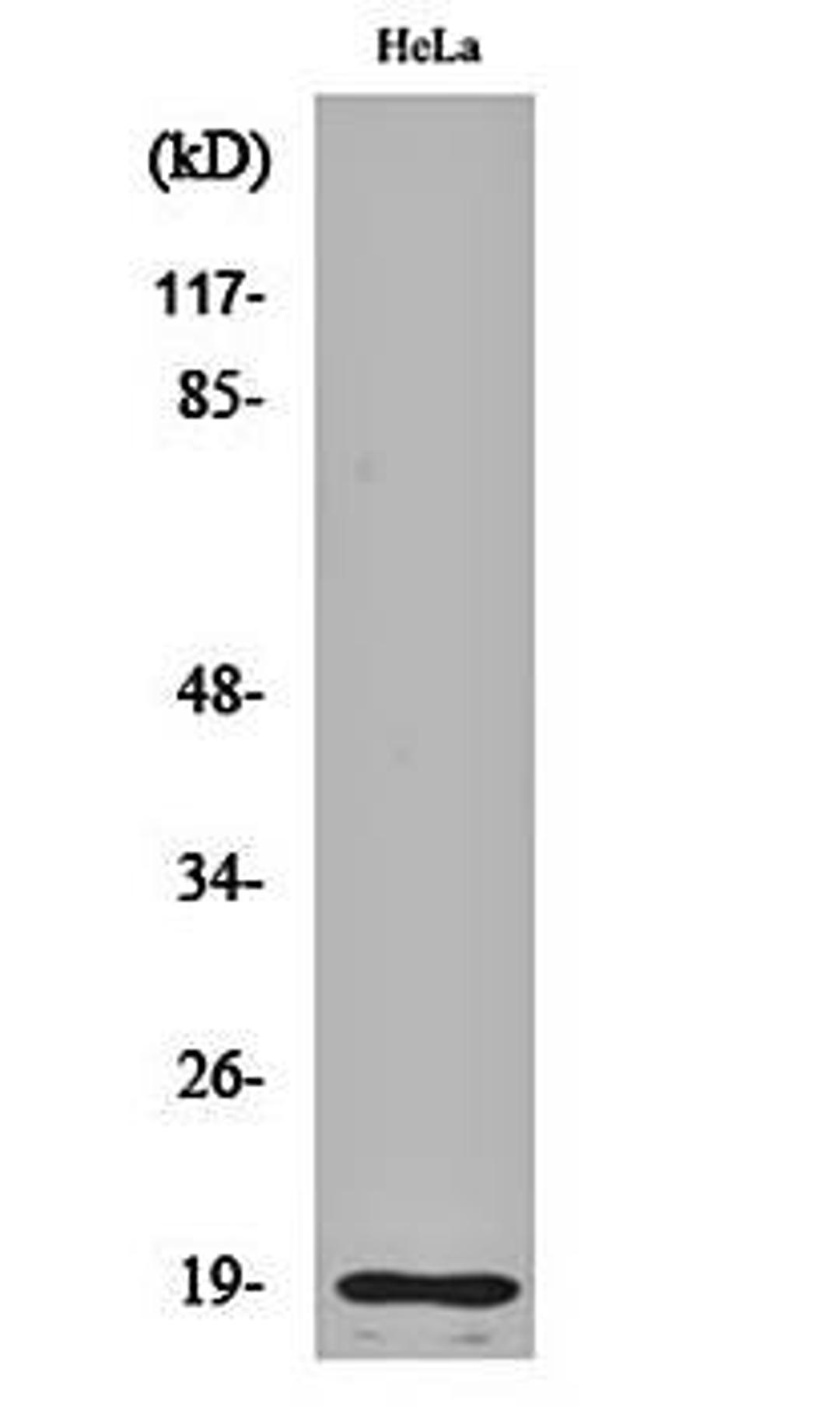 Western blot analysis of Hela cell lysates using Cleaved-Thrombin APII (R327) antibody