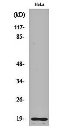 Western blot analysis of Hela cell lysates using Cleaved-Thrombin APII (R327) antibody