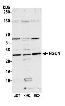 Detection of human NGDN by WB.