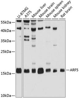 Western blot - ARF5 antibody (A3737)
