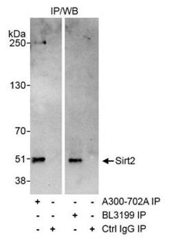 Detection of human Sirt2 by western blot of immunoprecipitates.