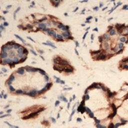 Immunohistochemical analysis of formalin-fixed and paraffin-embedded human Pancreas tissue using EIF3L antibody