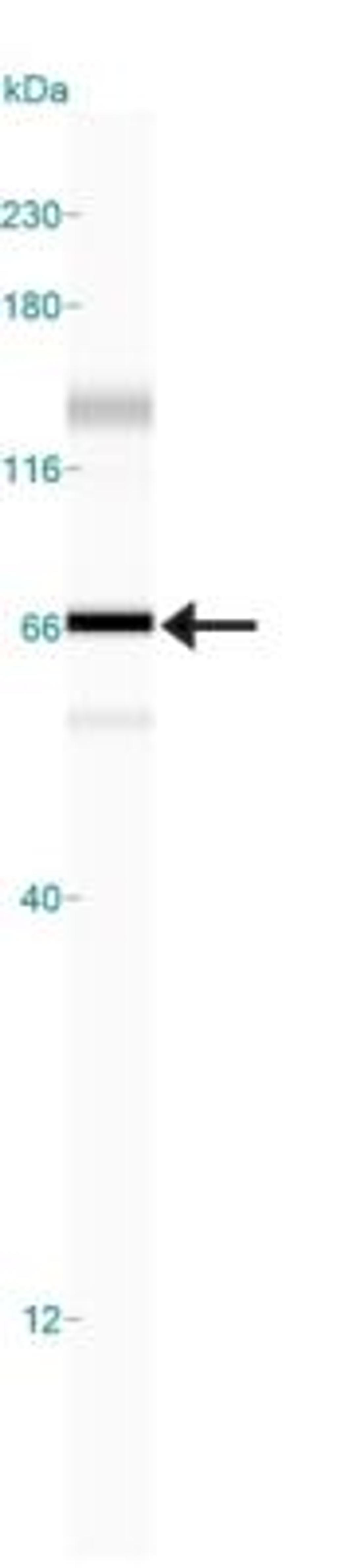 Simple Western: HDAC1 Antibody [NB100-56340] - Simple Western lane view shows a specific band for HDAC1 in 0.5 mg/ml of Hek293 lysate.  This experiment was performed under reducing conditions using the 12-230 kDa separation system.