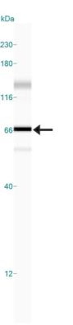 Simple Western: HDAC1 Antibody [NB100-56340] - Simple Western lane view shows a specific band for HDAC1 in 0.5 mg/ml of Hek293 lysate.  This experiment was performed under reducing conditions using the 12-230 kDa separation system.