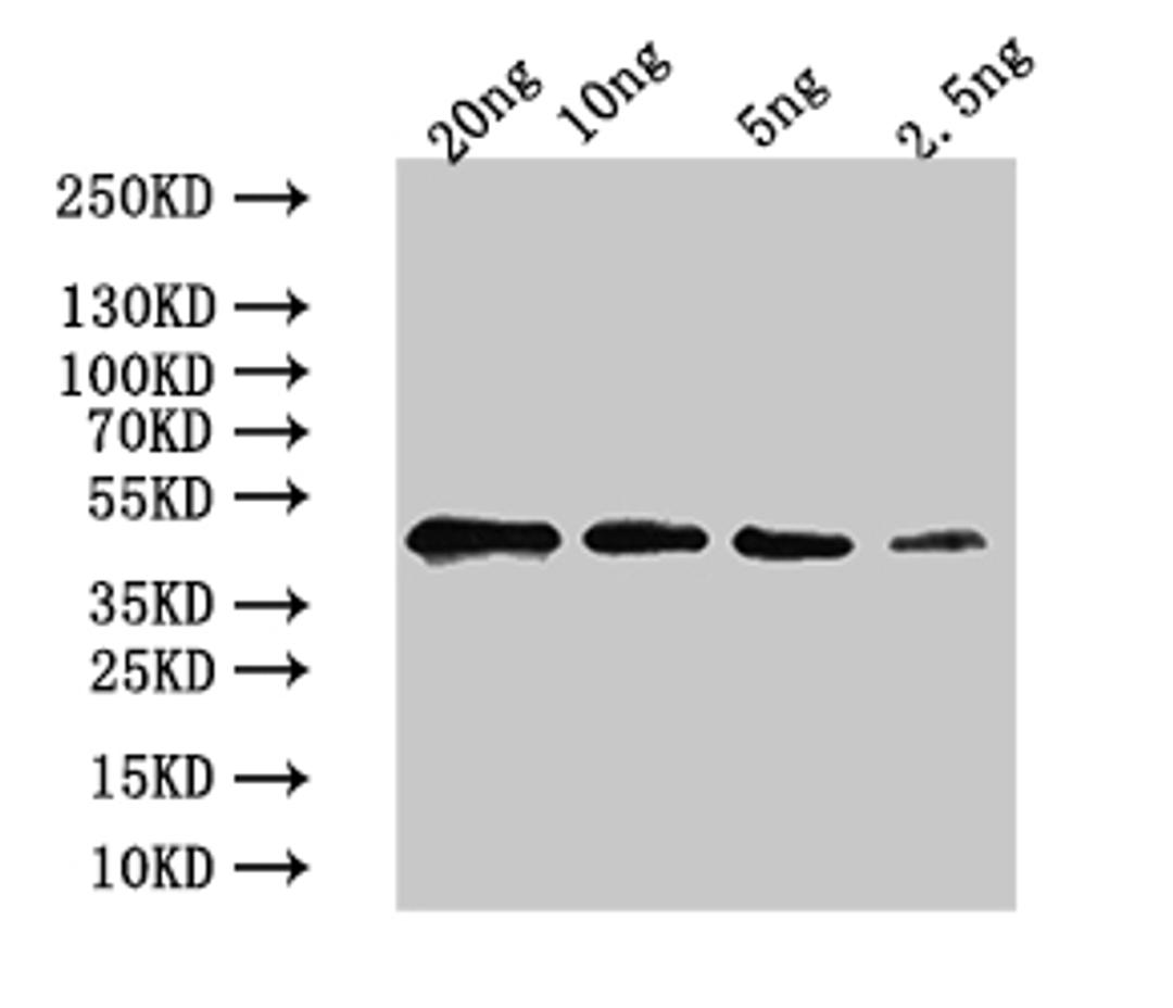 Western Blot. Positive WB detected in: recombinant protein. All lanes:GASA14Antibody at 1:1000. Secondary. Goat polyclonal to rabbit IgG at 1/50000 dilution. Predicted band size: 43 kDa. Observed band size: 43 kDa.