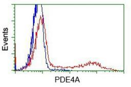 Flow Cytometry: Phosphodiesterase 4A/PDE4A Antibody (1C8) [NBP2-02559] - HEK293T cells transfected with either overexpression plasmid (Red) or empty vector control plasmid (Blue) were immunostained by anti-PDE4A antibody, and then analyzed by flow cytometry.