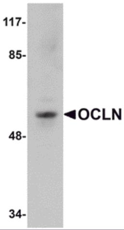 Western blot analysis of OCLN in human liver tissue lysate with OCLN antibody at 1 μg/mL.