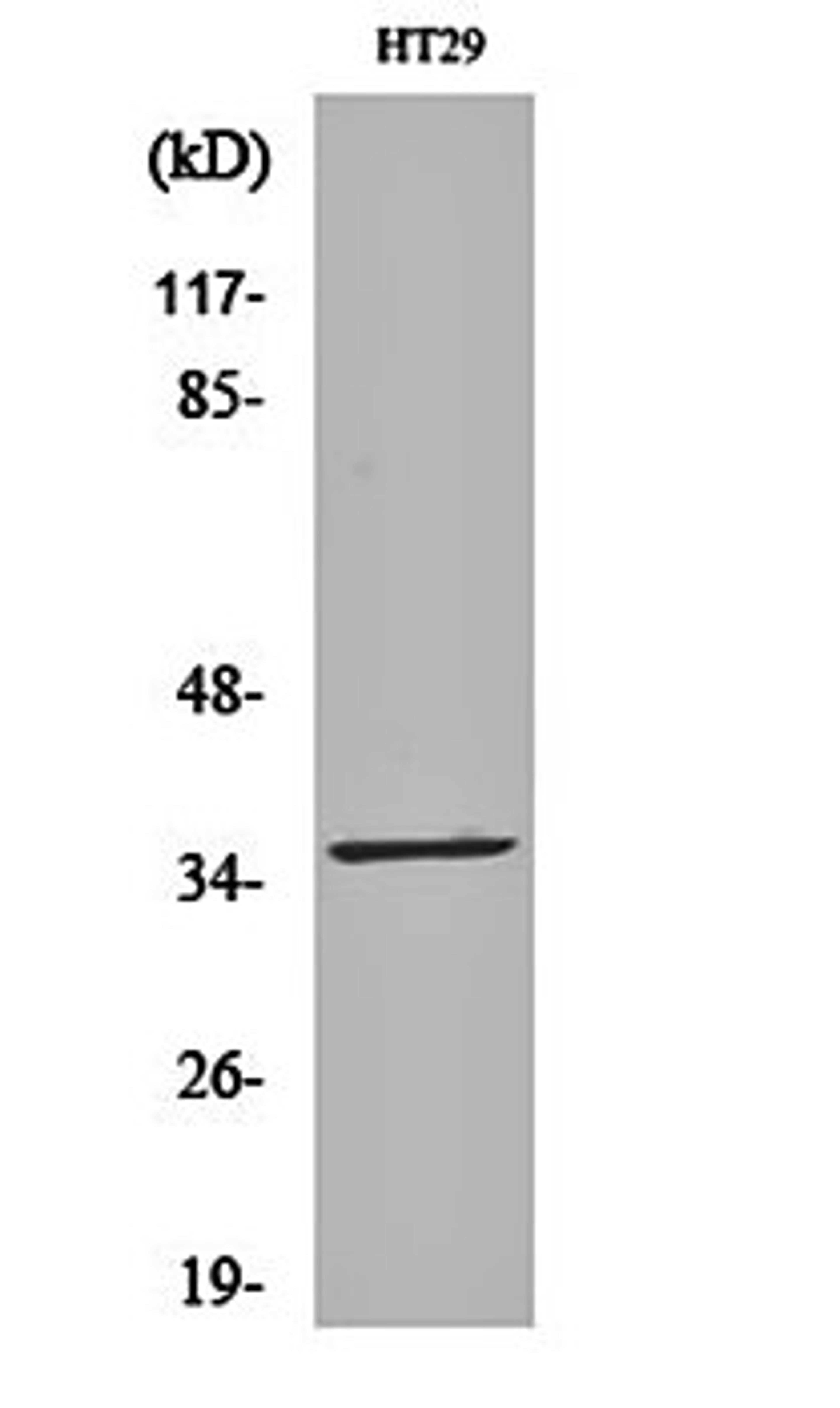 Western blot analysis of HT29 cell lysates using LTB4DH antibody