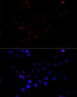 Immunofluorescence - TBP antibody (A16436)