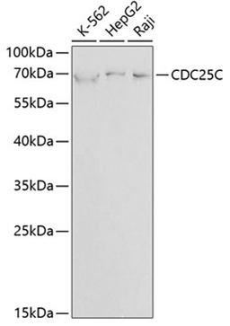 Western blot - CDC25C antibody (A1672)