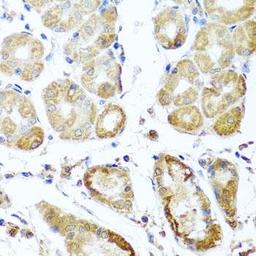 Immunohistochemical staining of human gastric tissue using PER1 antibody (dilution of 1:100)